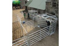 China Hot Dip Galvanized 1.6m Livestock Fence Panels With Accessory Pins / Lugs supplier