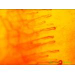 Blood Capillary Microscope For Detecting Body Health , 1 Year Warranty