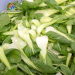 Bubble washing vibration air drying production line Orange Vegetable Herbs Fruit processing production Machine