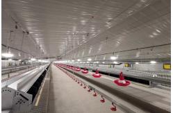 China Farming Equipment Poultry Pan Feeding System Automatic Breeder Parent Chicken Drinking supplier