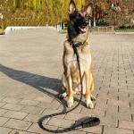 Explosion Proof Thickened Extended Telescopic P-Rope For Golden Retriever Dog Traction