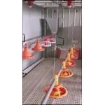 Adjustable Speed Chicken Feeding Line Poultry Pan Feeding System