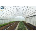 Customizable Multi Span Tunnel Greenhouse For Medium And Large Scale Farm for sale