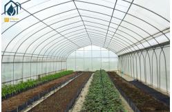 China Customizable Multi Span Tunnel Greenhouse For Medium And Large Scale Farm supplier