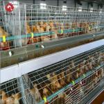 4 Tier Battery Broiler Chicken Cage A Type In Philippines Automatic for sale