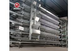 China Full Automatic Hot Galvanized Battery Chicken Cage With Egg Collection System supplier