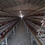 4 Tiers Raise More Chickens Automatic A Type Battery Egg Layer Chicken Cages for sale