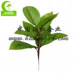 Good-Looking Homesense Artificial Plants Artificial Zebra Plant Garden Decor