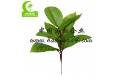 China Good-Looking Homesense Artificial Plants Artificial Zebra Plant Garden Decor supplier