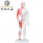 Chinese Acupuncture Body Model With Muscles 60/85/170cm for sale