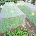 HDPE UV Garden Netting Greenhouse Agricultural Grapes Gardens