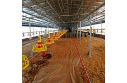 China 2kg-4Kg / Time Automatic Broiler Feeding System Poultry Farm Feeding System supplier