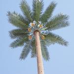 30 Meters Gsm Palm Tree Camouflage Cell Tower for sale