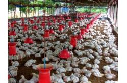 China Automatic Feeding Chicken Nipple Drinker System Ground Breeding supplier
