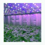 China 20ft NFT System Hydroponic Shipping Container Farm For Leafy Greens for sale