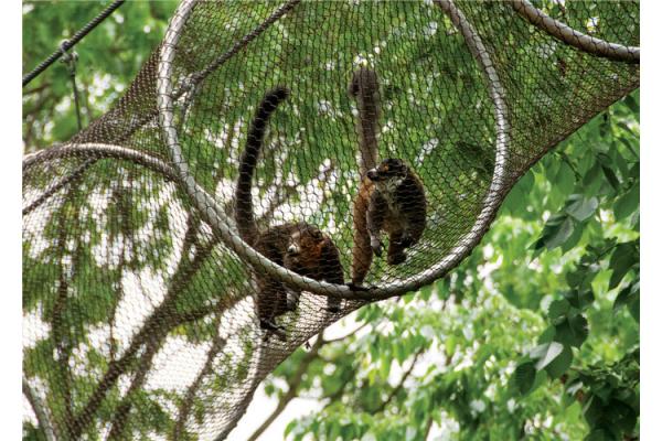 Galvanized Stainless Steel Zoo Mesh , Custom Size Animal Enclosure Netting