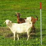 ISO9001 Galvanized Cattle Farming Wire Mesh Fence 200m/Roll