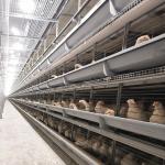 Meat Chicken 9 Tiers Broiler 90/192 Birds HDG Battery Layer Chicken Cage System H Frame for sale
