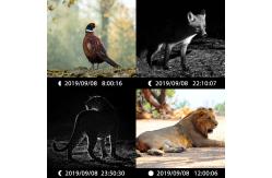 China High Sensor Resolution Wildlife Camera 13MP Cmos Dual Lens Trail Camera supplier