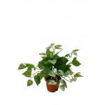 20 Inches High Artificial Plastic Dieffenbachia For Table Office Decoration for sale