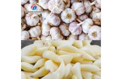 China 90KG Skin Peeling Air Compressor Garlic Processing Machine Garlic Root Shallots supplier