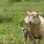 Fixed Knot Veld Span Galvanized Farm Field Fence Goat Wire Mesh Fence BWG8-24 for sale