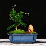 Manual Glazed Bonsai 24cmx19cmx8cm Ceramic Indoor Pots for sale