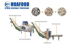 China Garlic Processing Machines / Garlic Peeling Machine Production Line supplier