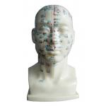 China Human Head with Acupuncture Point Model  human body for Medical Colleges for sale