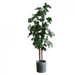 Bonsai Nordic Artificial Money Ficus Tree Home Living Room Floor Decor for sale