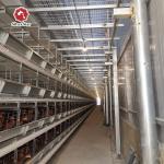 Featuring Four Tiers Ventilated Automatic Layer Cage System  For 120 Birds In Battery Cages. for sale