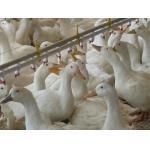 Duck Goose Automatic feed feeding pan feeder Line System for poultry house