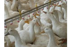 China Duck Goose Automatic feed feeding pan feeder Line System for poultry house supplier