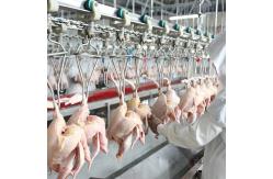 China 300-500BPH Automatic Poultry Slaughterhouse Chicken Slaughtering Machine supplier