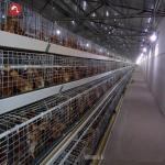 China H Type Complete Automatic Broiler Chicken Cage 4 Tiers Good Elasicity for sale