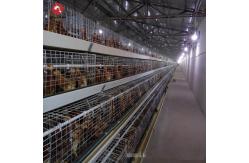 China Meat Broiler Chicken Cages With Automatic Poultry Feeding supplier