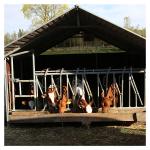 steel pipe 0.75m/position Cattle Head Lock For Dairy Farm Feeding Treating for sale