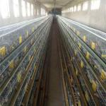 Q235 Steel Wire 5 Tiers Quail Cage 15-20 Years Warranty for sale