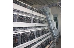 China HDG Q235 Layer Chicken Coop , 160 Birds Hens Poultry Battery Cage supplier