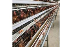China Chicken Raising A Frame Layer Cages , 3-4tier SONCAO Layer Poultry Farm Cage supplier