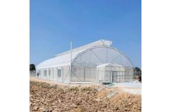 China Umbrella Galvanized Greenhouse Frames Single Span Tropical Tunnel Automatic Vent supplier