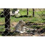 Multiple size available of chain link wire mesh fence wire Fence/Diamond mesh roll from  . Victoria  for sale