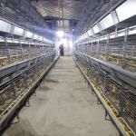 3/4 Tier Battery Chicken Breeding Cages , Zn-Al Steel Poultry Raising Equipment for sale