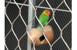 China Lightweight Stainless Steel Aviary Mesh Plain Weave Without Toxic Material supplier