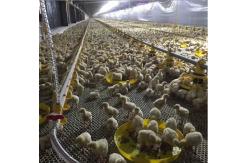 China Floor Galvanized Chicken Feeding Line Automatic Feeding Machine For Poultry supplier