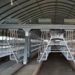 A Type 3/4 Tiers Layer Chicken Cage With Feeding Machine for sale