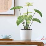 Ornamental Eucalyptus Grass Foliage In Purple Philodendron Birkin Decoration for sale