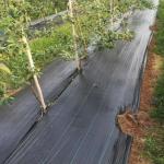 PP Material Garden Weed Barrier Fabric With 90g/M2 for Vegetable