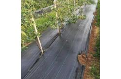 China PP Material Garden Weed Barrier Fabric With 90g/M2 for Vegetable supplier