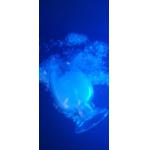 Primid 95 / 5 Polyester Resin Low Temp Curing Good Mechanical / Weather Properties for sale